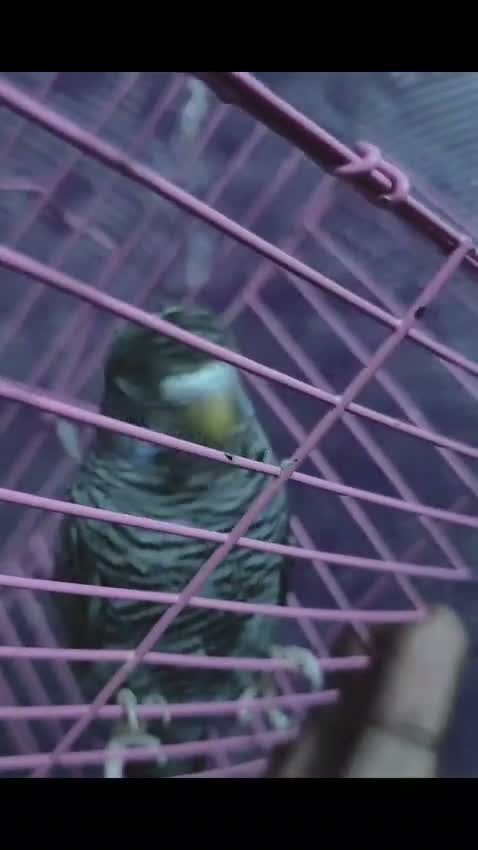 Homer Pigeon, farm video