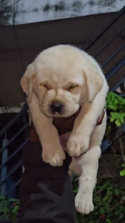 Beagle Black & Tan Puppy, farm video