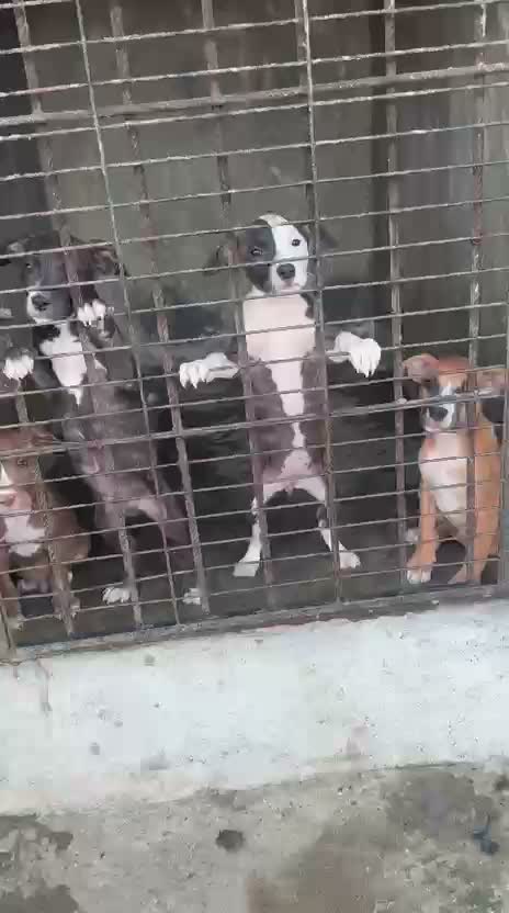 Pitbull Terrier Puppy, farm video
