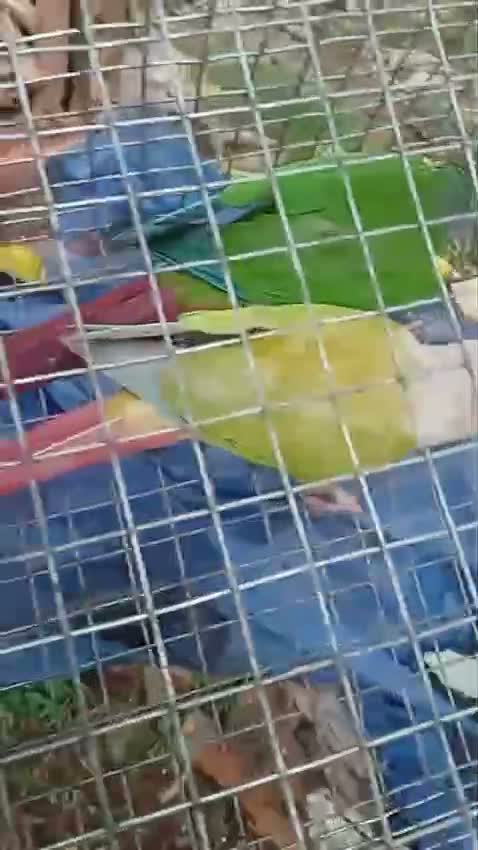 Pineapple Headed Conure, farm video