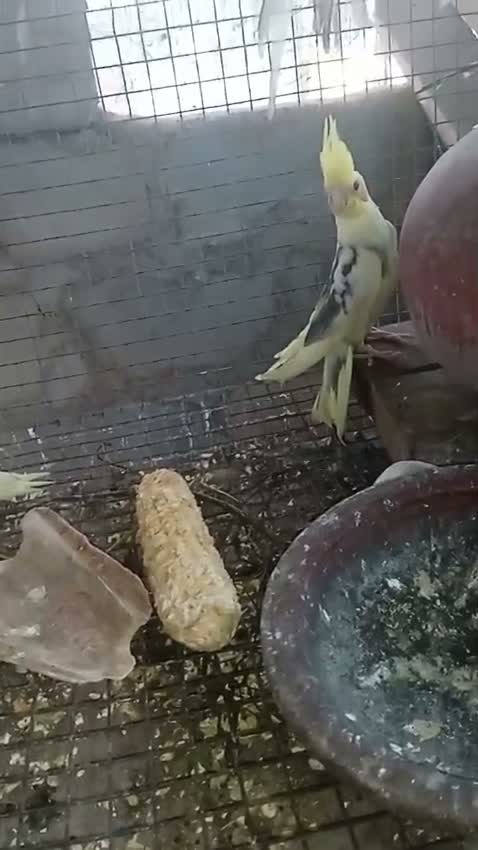 Cockatiel, farm video