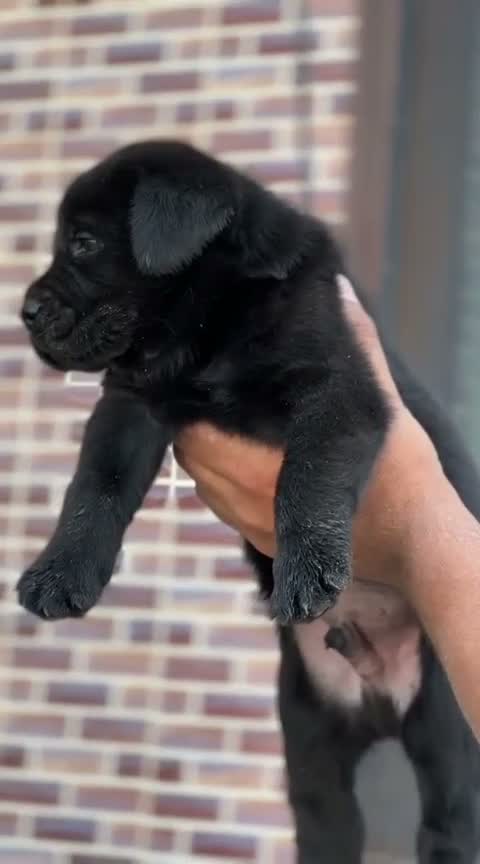 Beagle Black & Tan Puppy, farm video