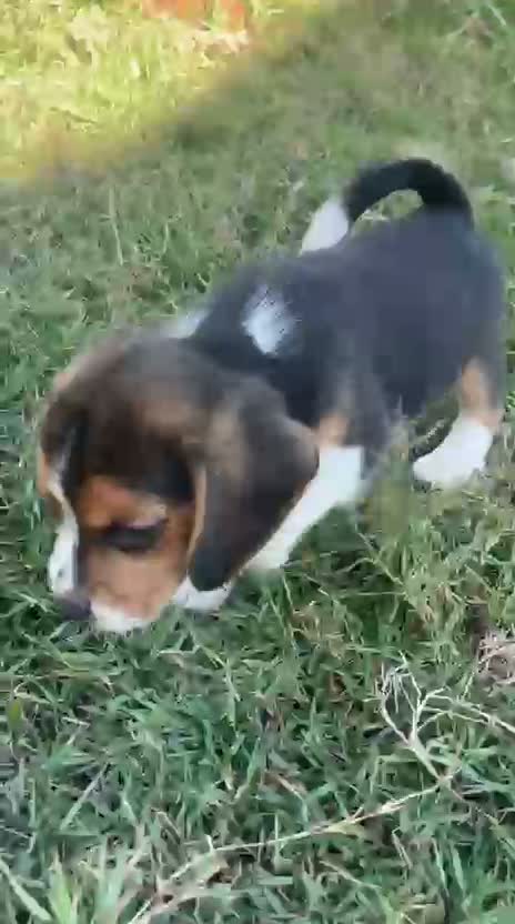 Beagle Black & Tan Puppy, farm video