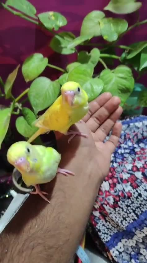 Budgies | Fallow, farm video