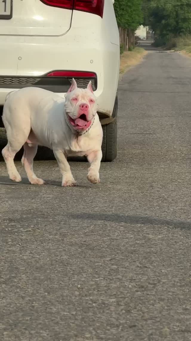 American Bully Pocket Size Puppy, farm video