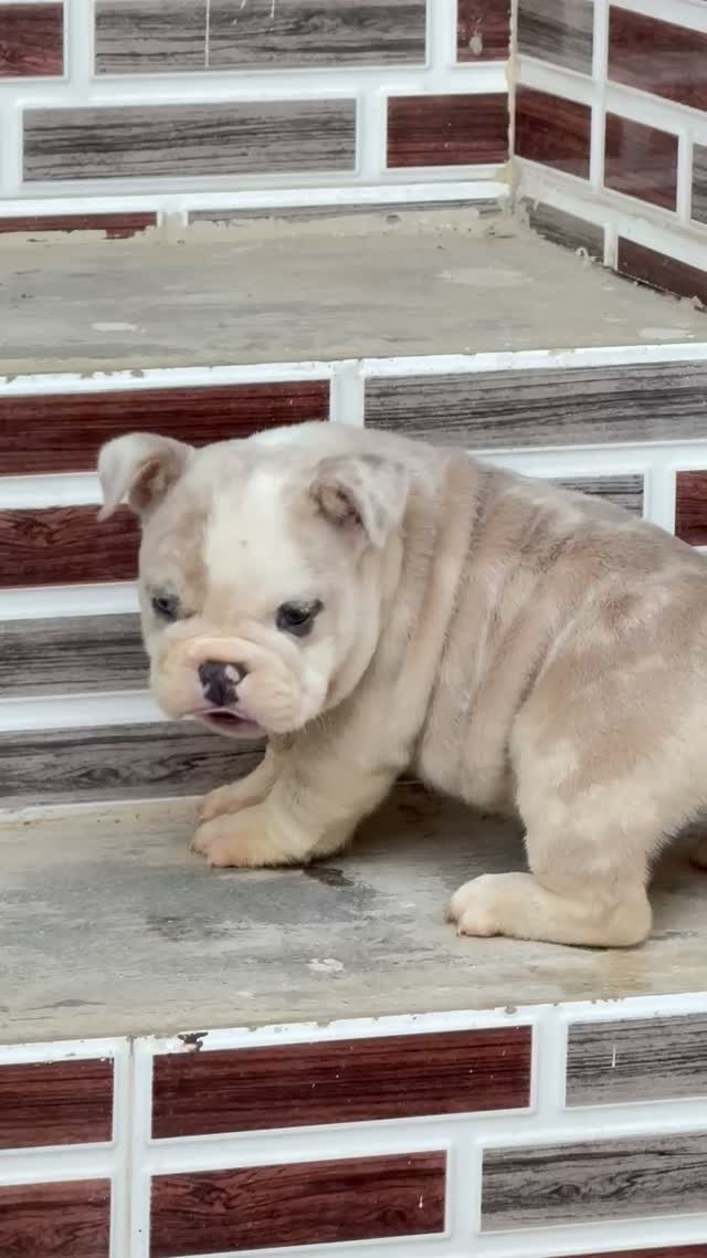 American Bull Dog | Pocket Size, farm video