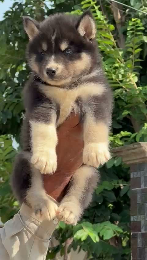 Siberian Husky Puppy | Black & White Color, farm video