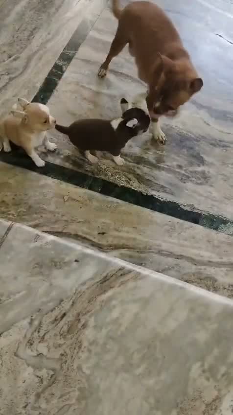 Chihuahua Puppy, farm video