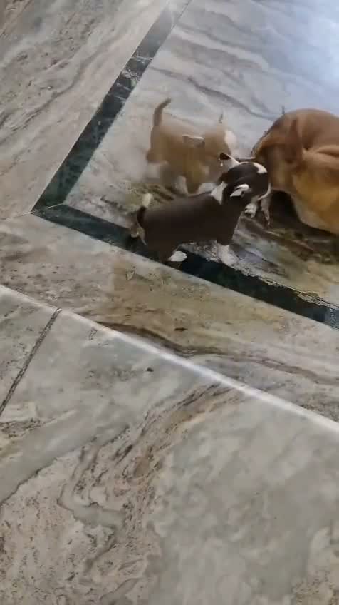 Chihuahua Puppy, farm video