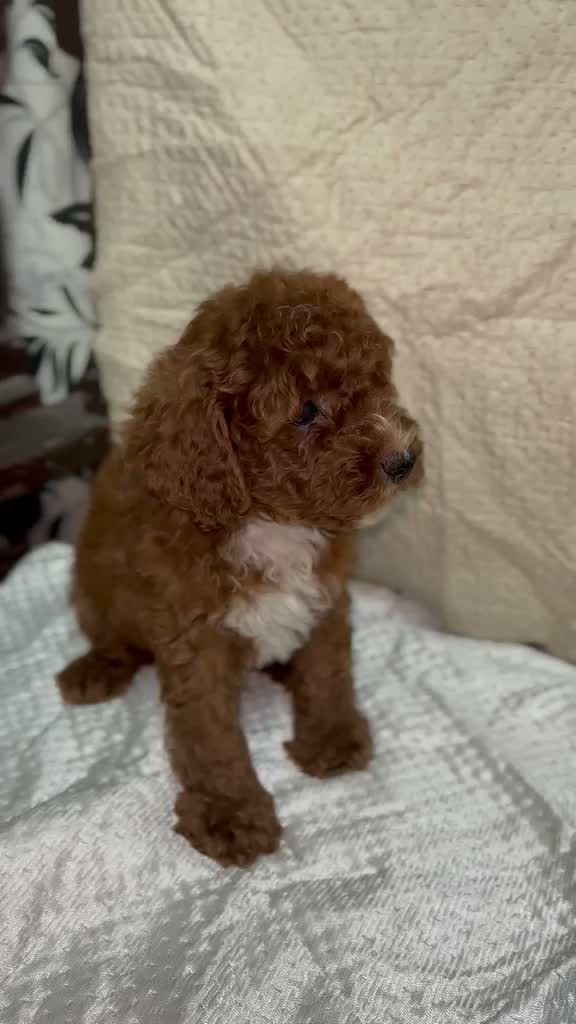 Standard Poodle Puppy | White, farm video