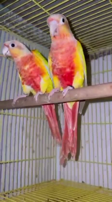Blue Throated Conure, farm video