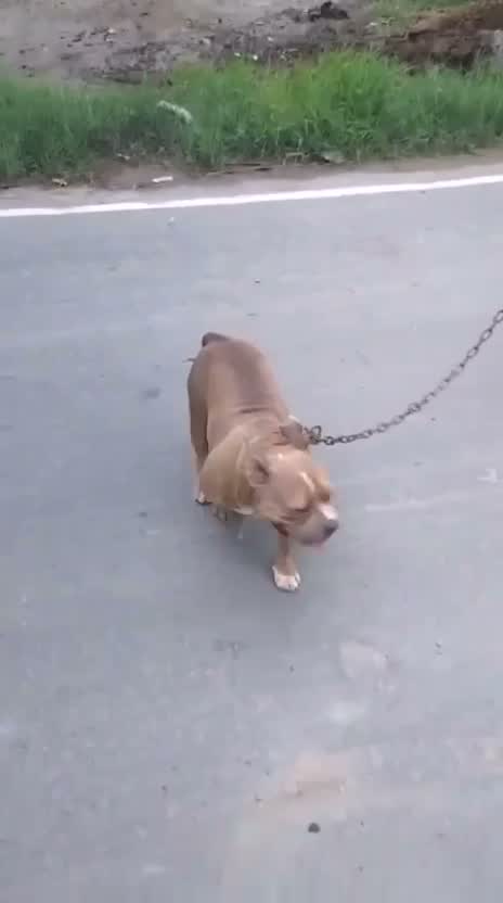 American Bully Pocket Size Puppy, farm video