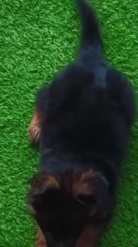German Shepherd Puppy, farm video