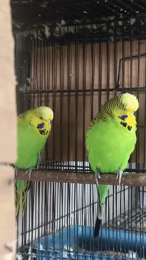 Exhibition Budgies, farm video