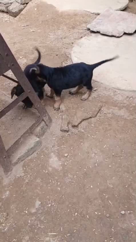German Shepherd Puppy, farm video