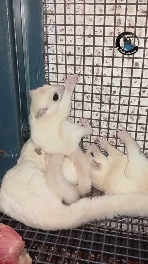 Sugar Glider | Grey, farm video