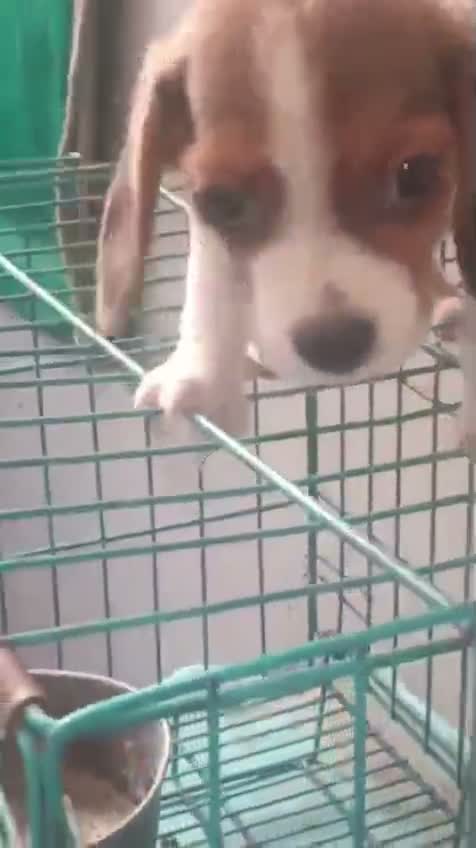 Beagle Black & Tan Puppy, farm video