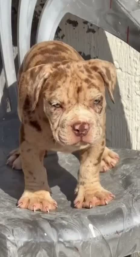 American Bully Pocket Size Puppy, farm video