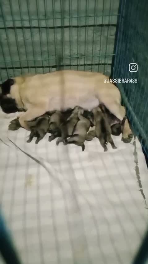 Pug Puppy | Apricot Color, farm video