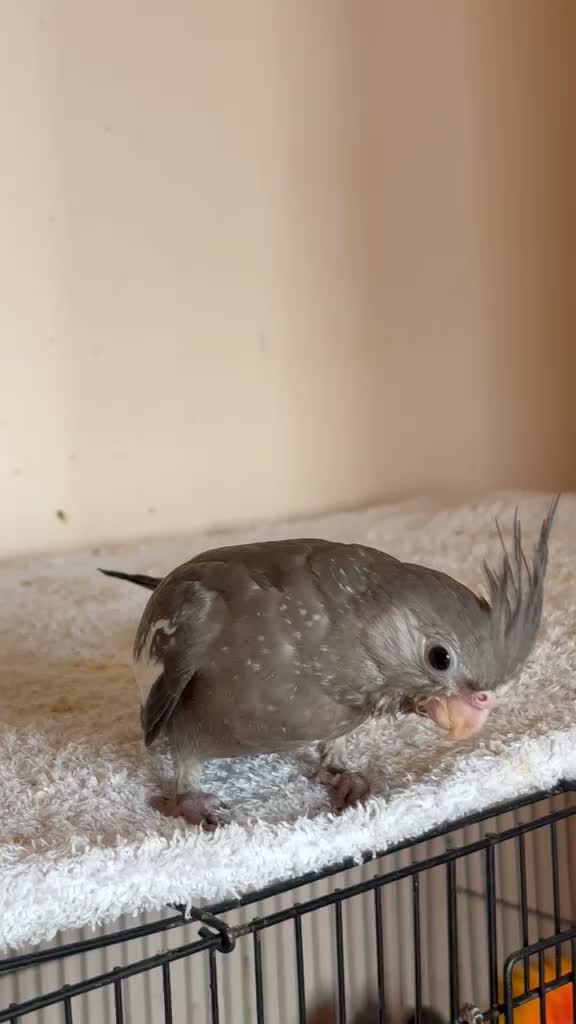 Cockatiel | Pied, farm video