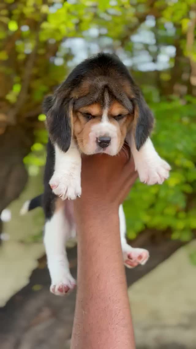Beagle Black & Tan Puppy, farm video