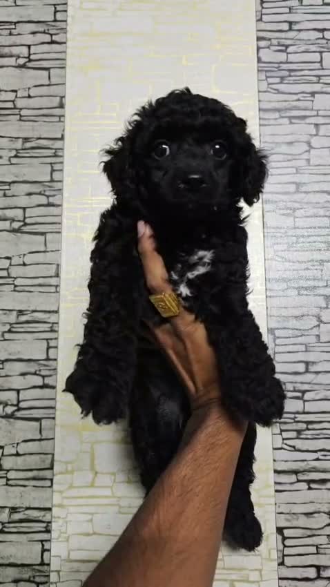 Standard Poodle Puppy | White, farm video