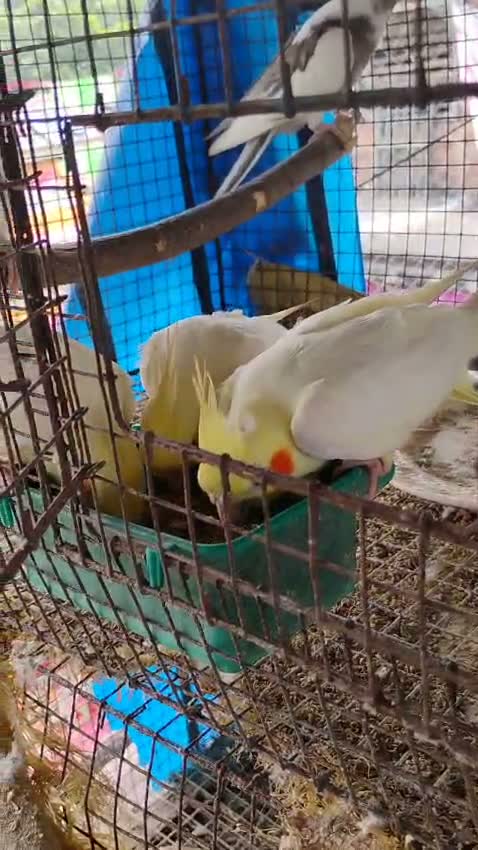 Cockatiel, farm video
