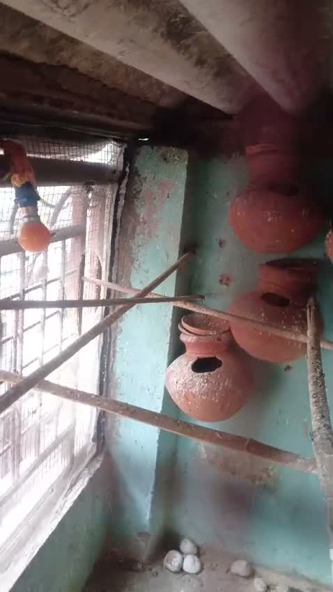 Cockatiel, farm video
