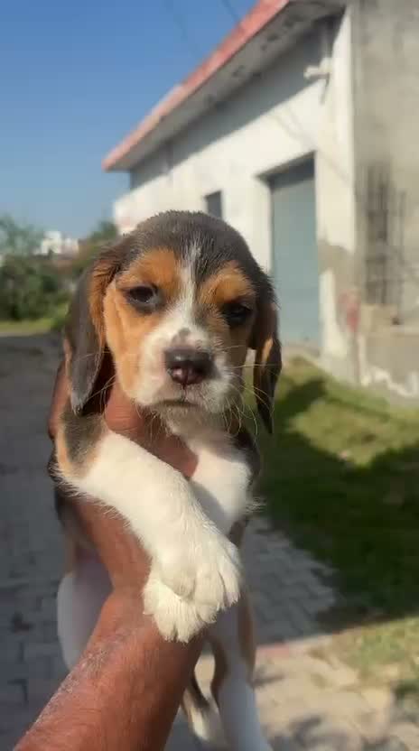 Beagle Black & Tan Puppy, farm video