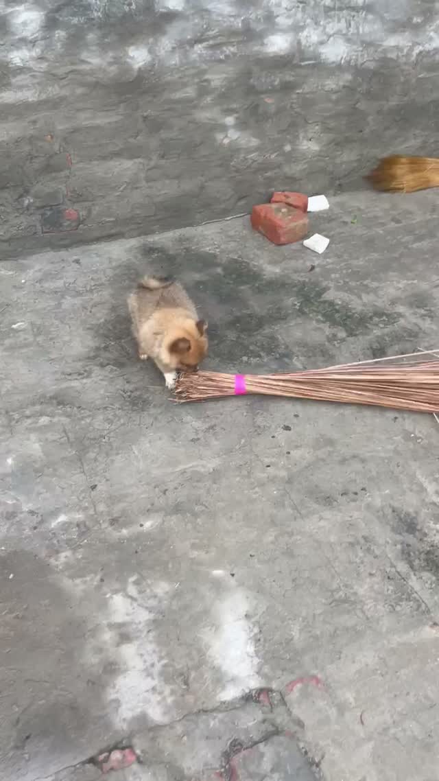 Culture Pom Puppy, farm video