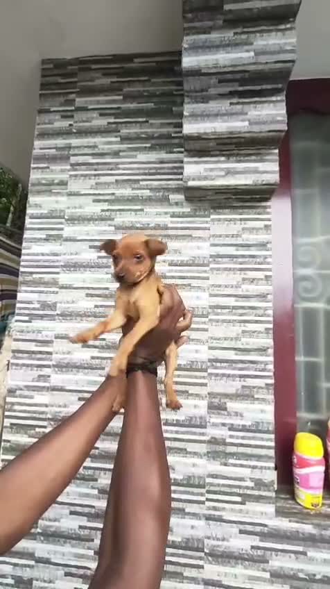 Miniature Pinscher Puppy | Brown & Tan, farm video