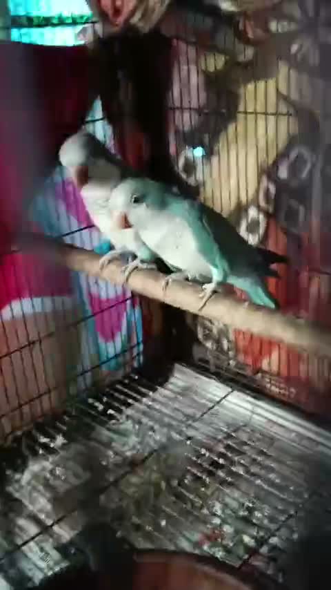 Red-rumped Parakeet, farm video