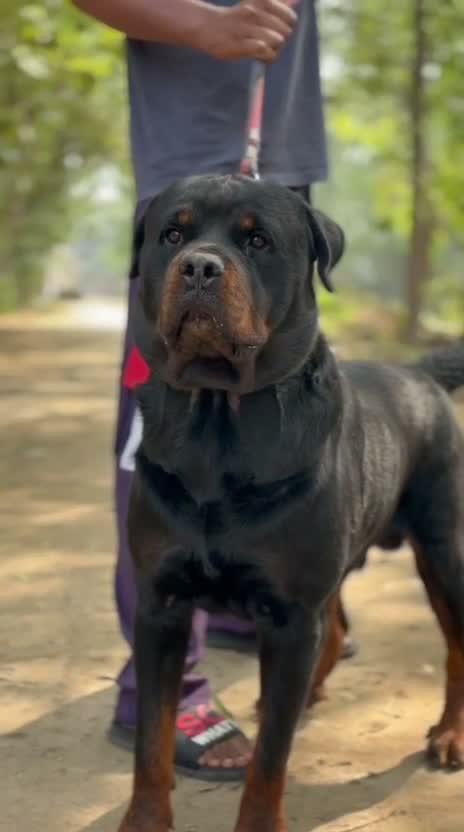 Rottweiler Puppy, farm video