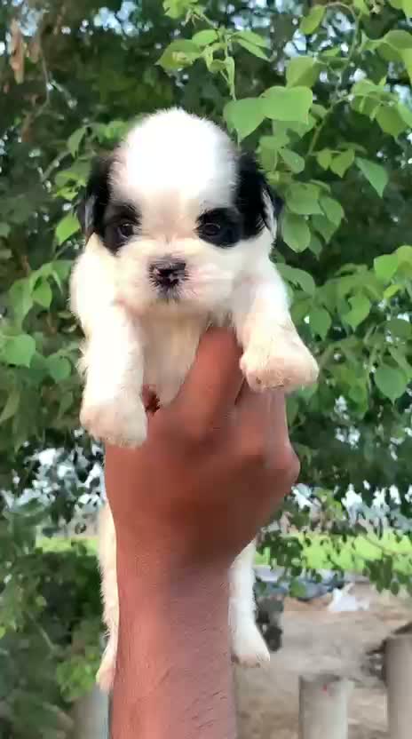Shih Tzu | Black Color, farm video