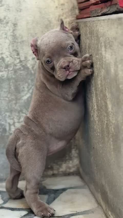 Dachshund Puppy | Brown, farm video