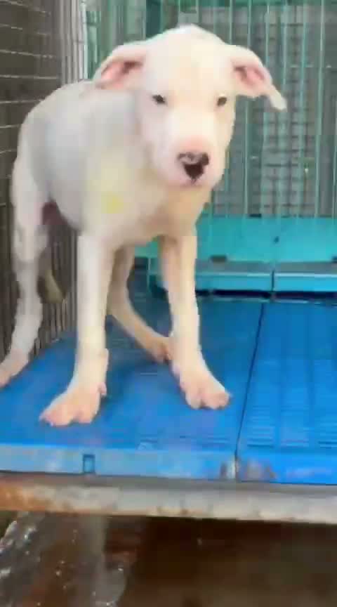 Dogo Argentino Puppy, farm video