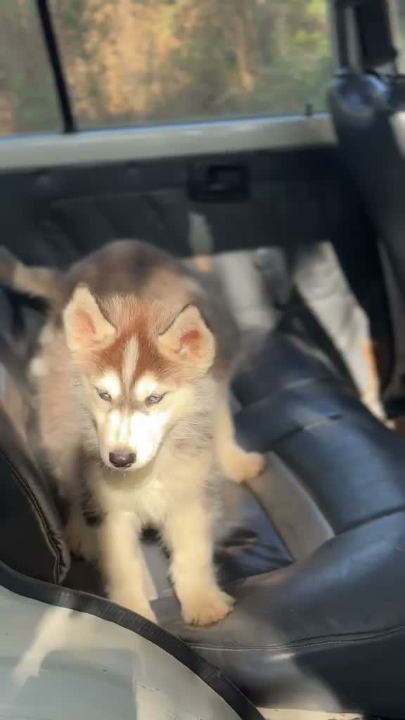 Siberian Husky Puppy | White Color, farm video
