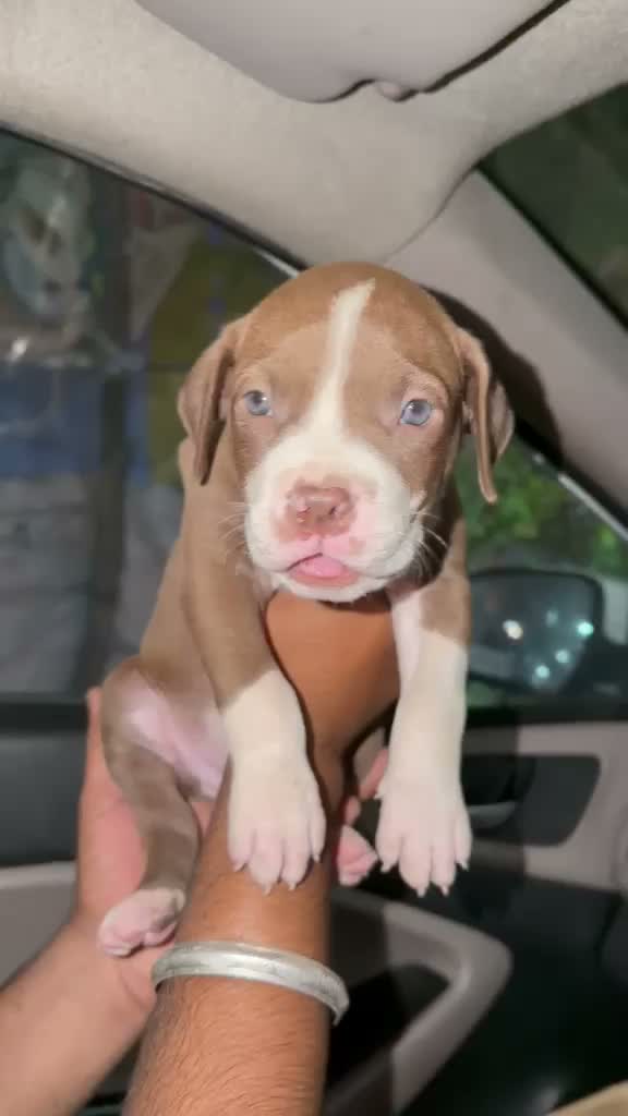 American Bully XL Size Puppy, farm video