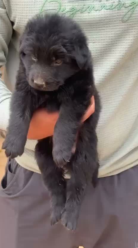 German Shepherd Puppy, farm video