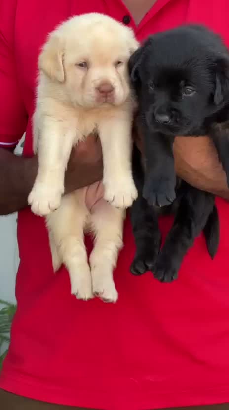 Beagle Black & Tan Puppy, farm video