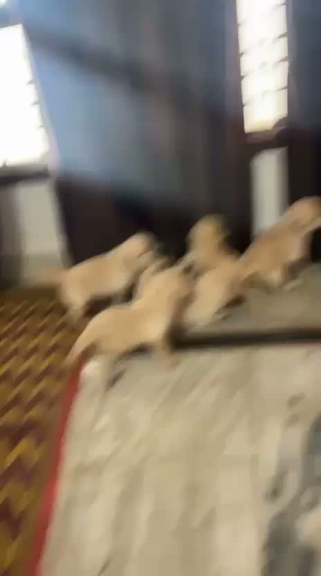 Beagle Black & Tan Puppy, farm video