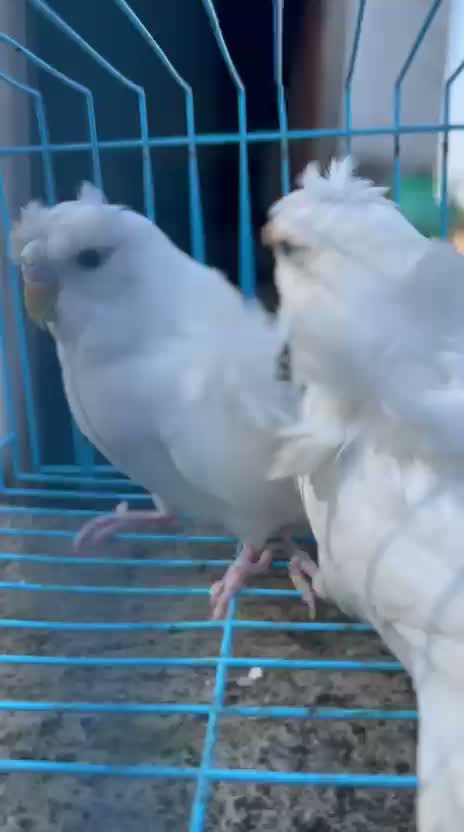 Hogoromo Budgies, farm video