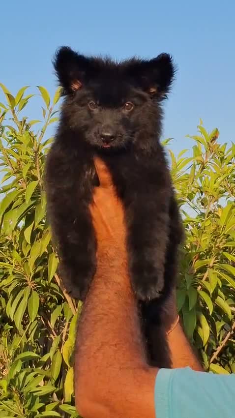 German Shepherd Puppy, farm video