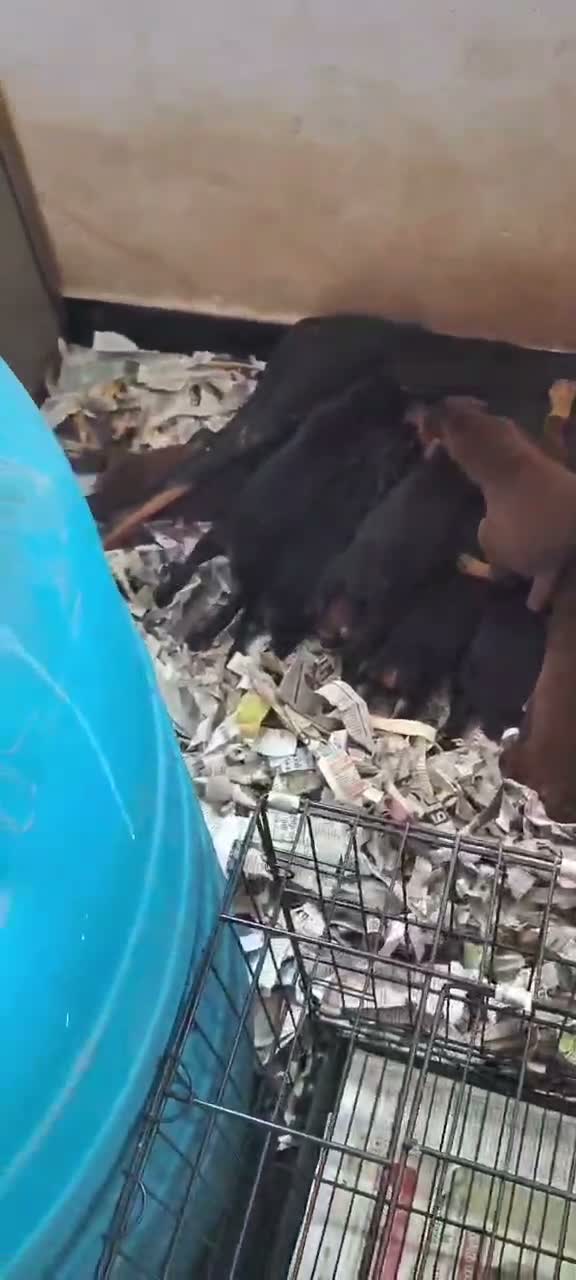 Dachshund Puppy | Brown, farm video