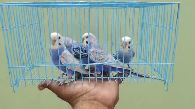 Budgies | Fallow, farm video
