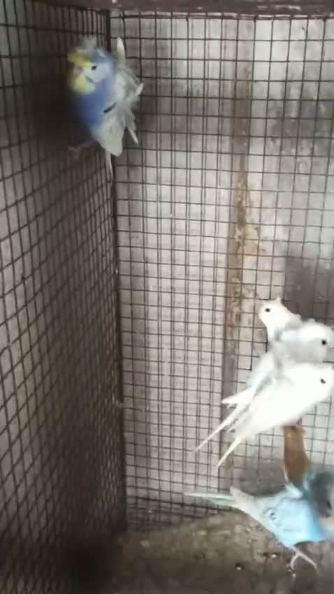 Budgies | Fallow, farm video