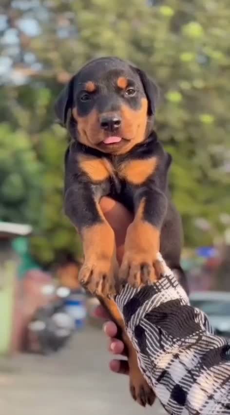 European Doberman Puppy | Black & Tan, farm video