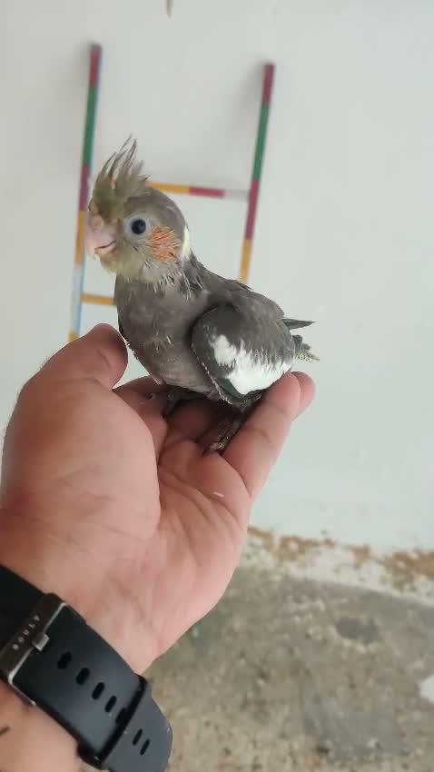Cockatiel, farm video