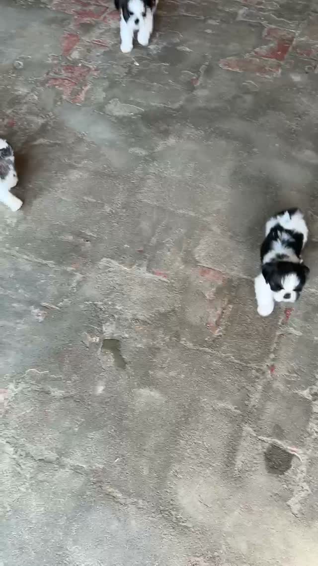 Shih Tzu | Black Color, farm video