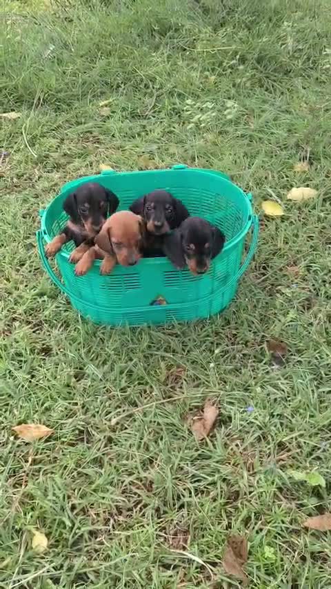 Dachshund Puppy | Brown, farm video